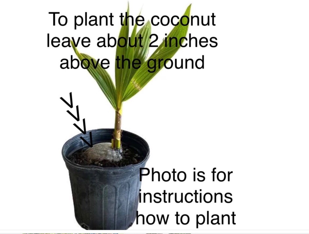 Dwarf Organic Coconut seeds sprouted 2