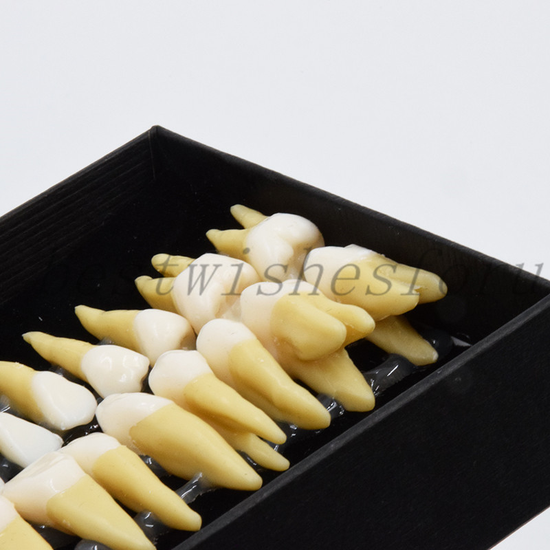 Dental Study 1:1 Permanent Demonstration Teeth Model #7008 28 Pcs/set