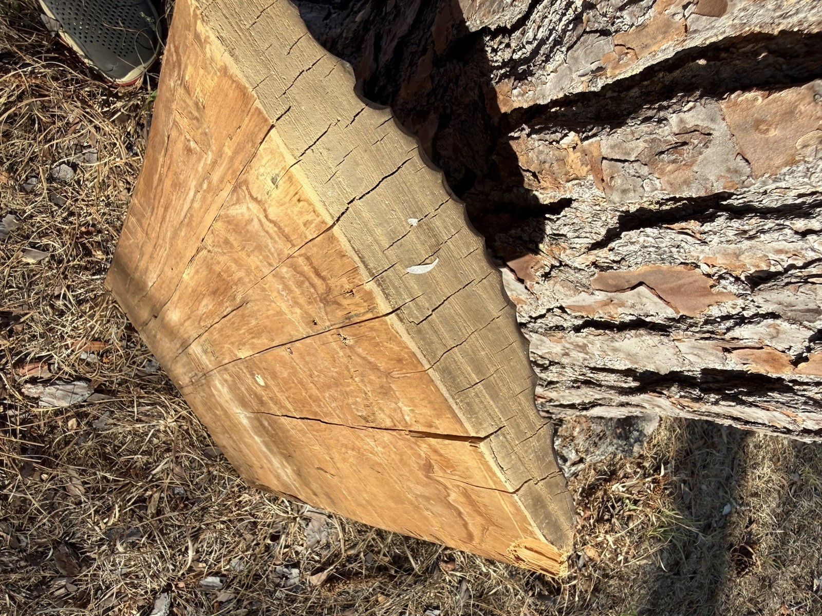 Northwest Coast OLD Large Carved Cedar Panel