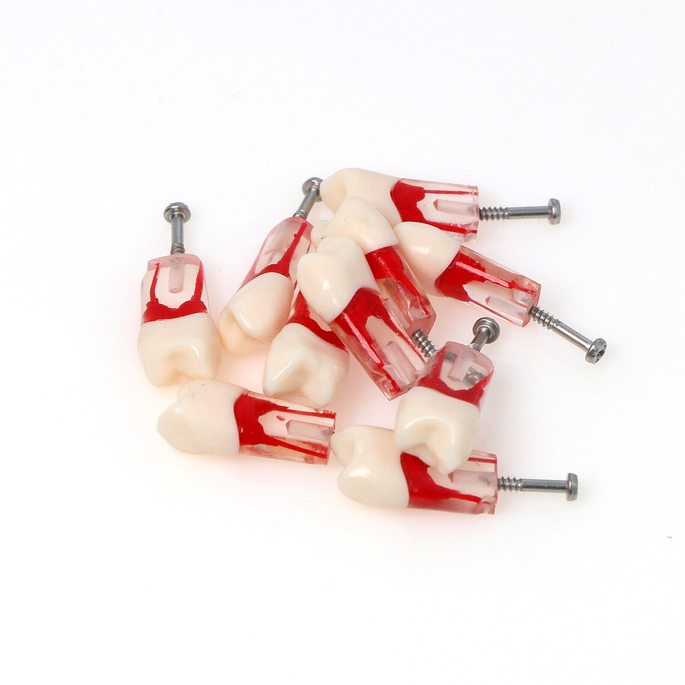 Dental Endo Root Canal Teeth Models Study RCT Practice Typodont Model #8006
