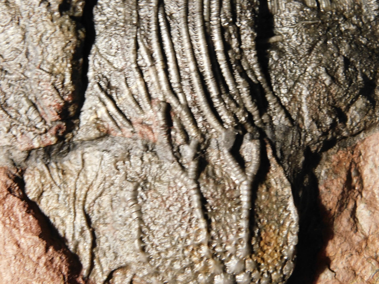 LARGER! 430 Million Year Old! CRINOID Fossil or Sea LILY Fossil Morocco 686gr