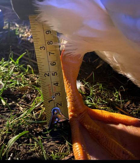Rooster/Turkey Splint- Customized to your size needs