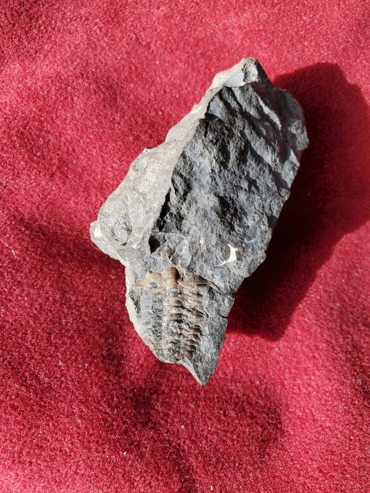 Fossil Trilobites Ceraurus And Cryptolithus Bellulus Head On Matrix Quebec