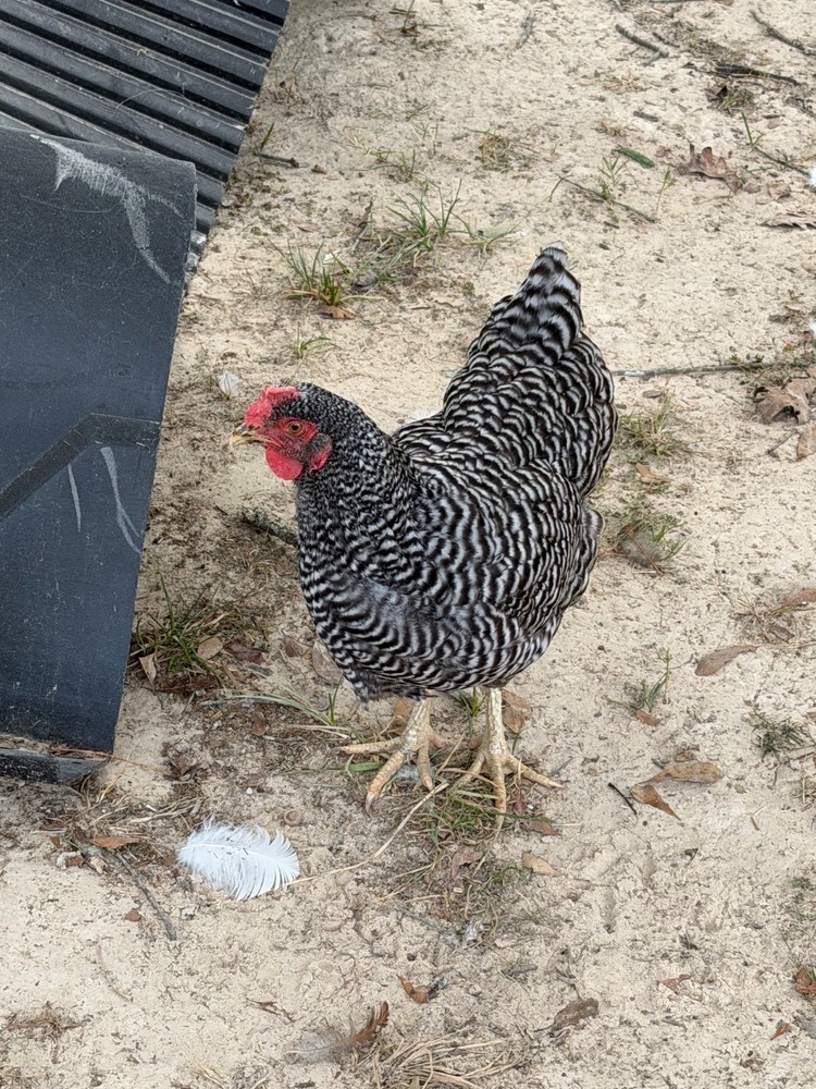 Frizzle BYM Hatching Eggs x12++