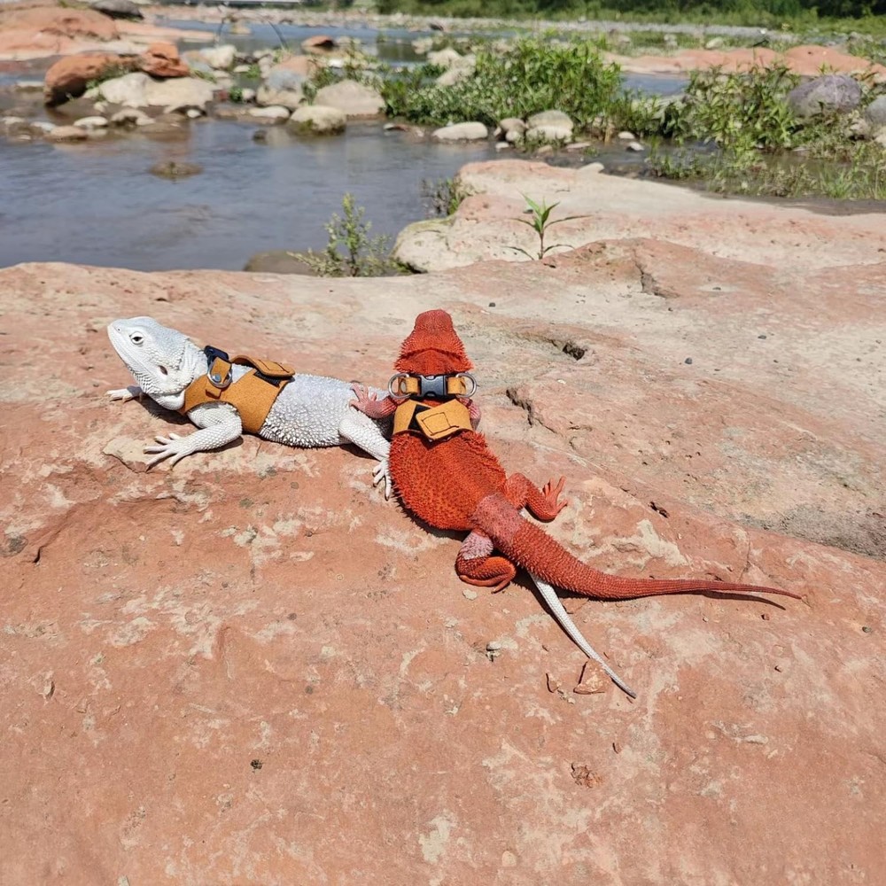 3 Pack Bearded Dragon Harness and Leash Set - Small, Medium, Large, Brown