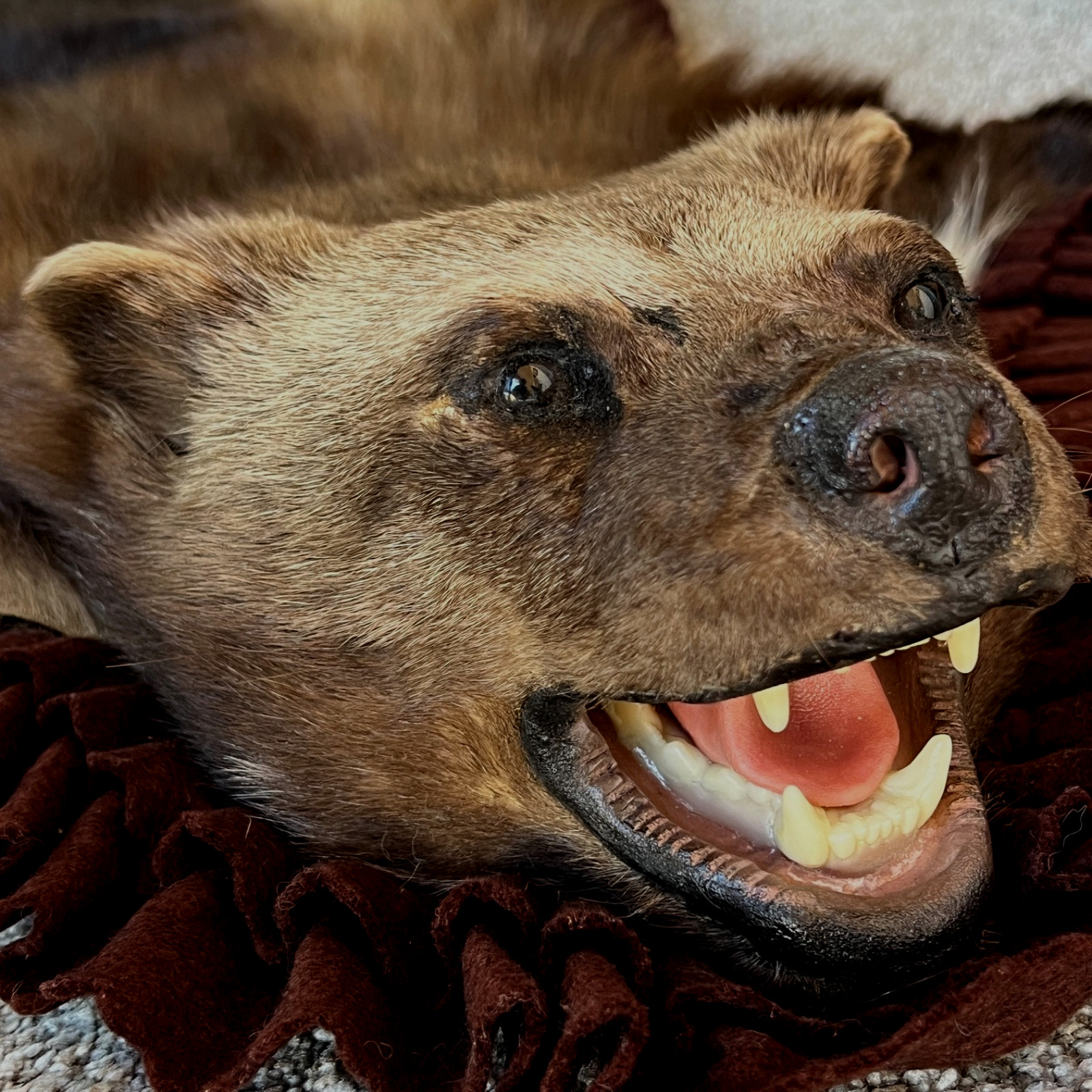 WOLVERINE Full Skin Rug Mount CANADA - Alaska Taxidermy Open Mouth Vintage