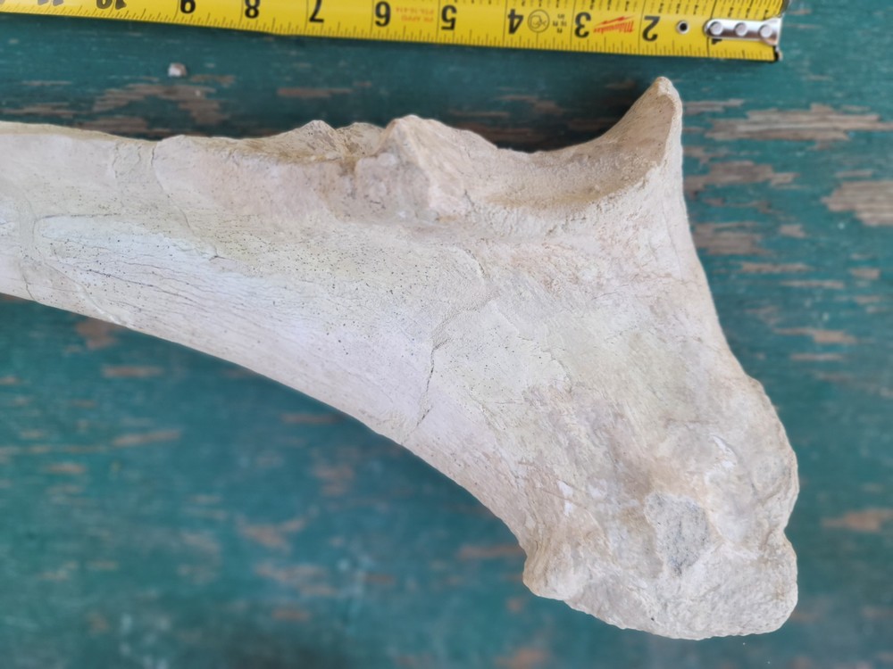 Titanothere Brontothere matched Radius and Ulna large leg bones complete example