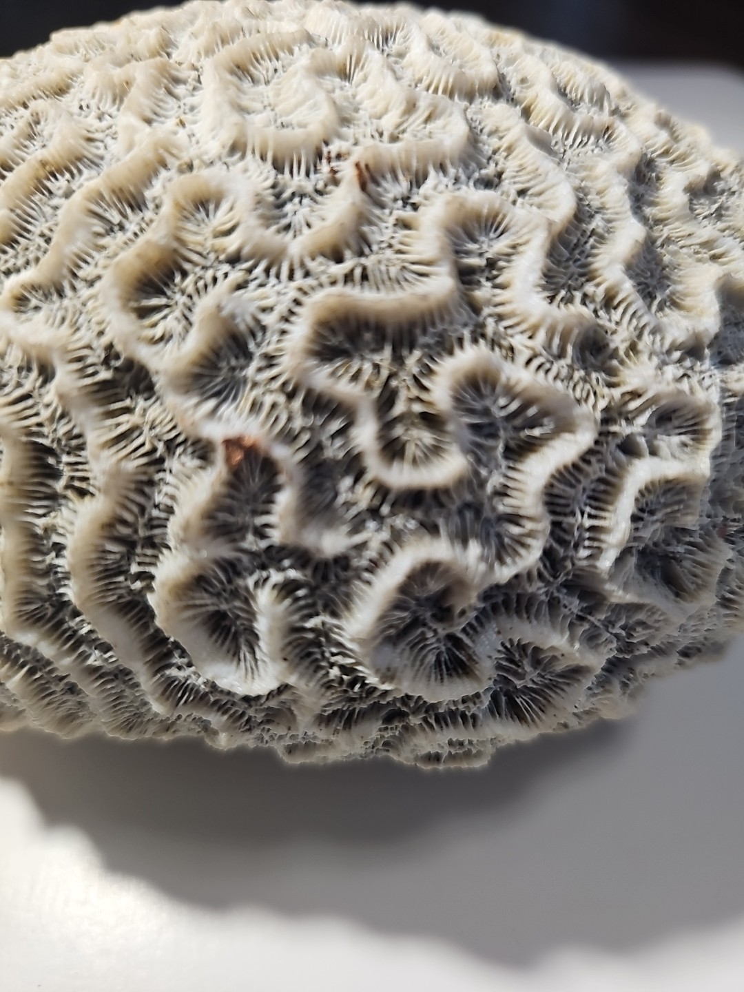 Fossilized Brain Coral, Diploria Labyrinthiformis 6+ inches