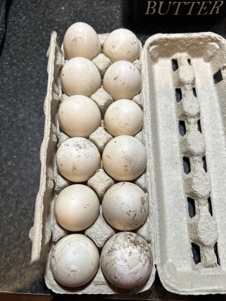 Cayuga Duck Hatching 6 Pack only Fertile Eggs