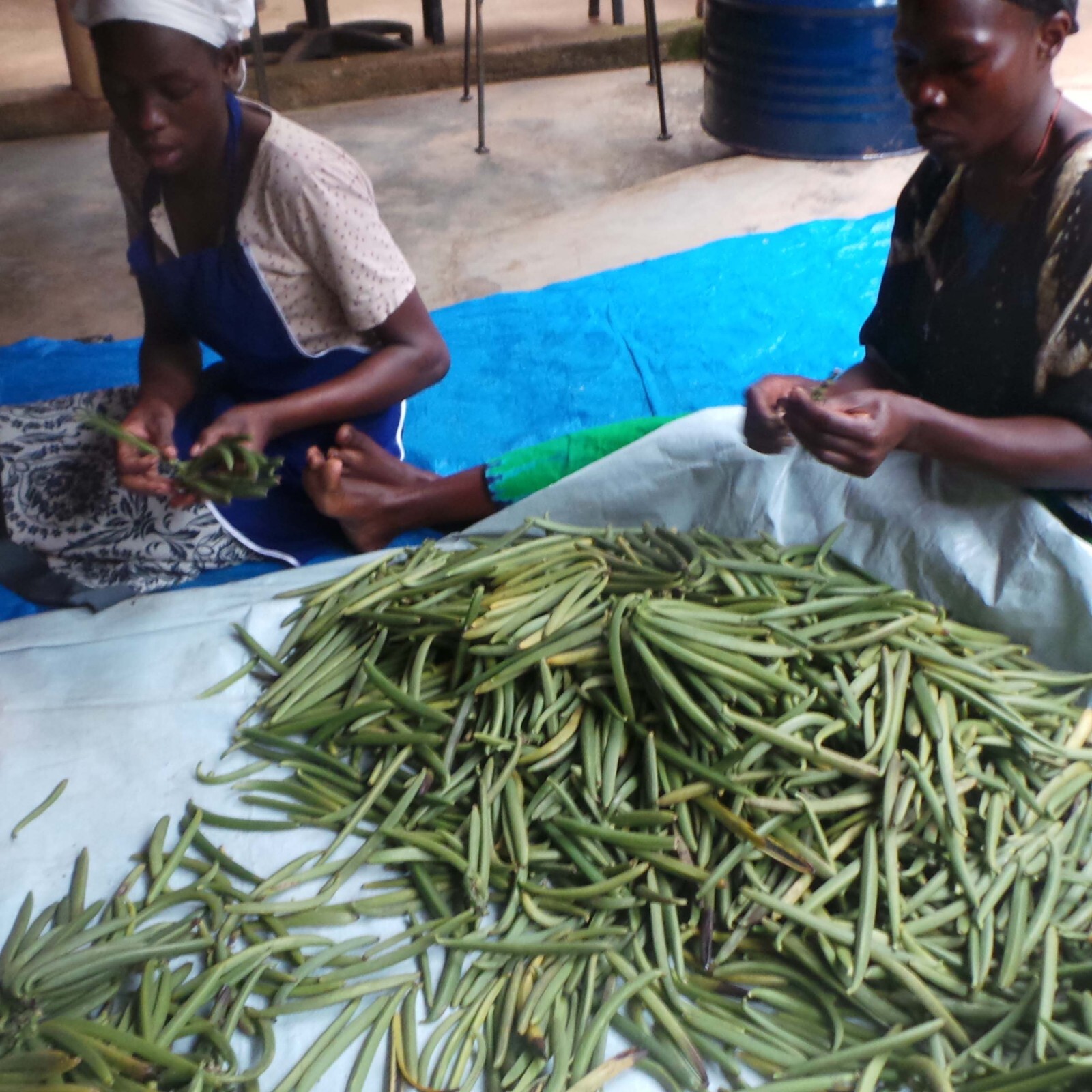 Fresh Organic Vanilla Beans Grade A 5'- 8' - Bulk Vanilla Pods and Vanilla Cuts.