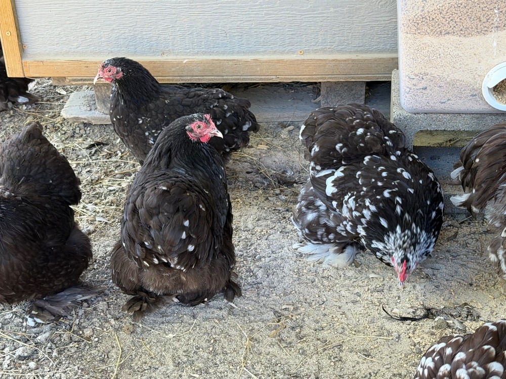 x10+ Chocolate Mottled Bantam Cochin Hatching Eggs