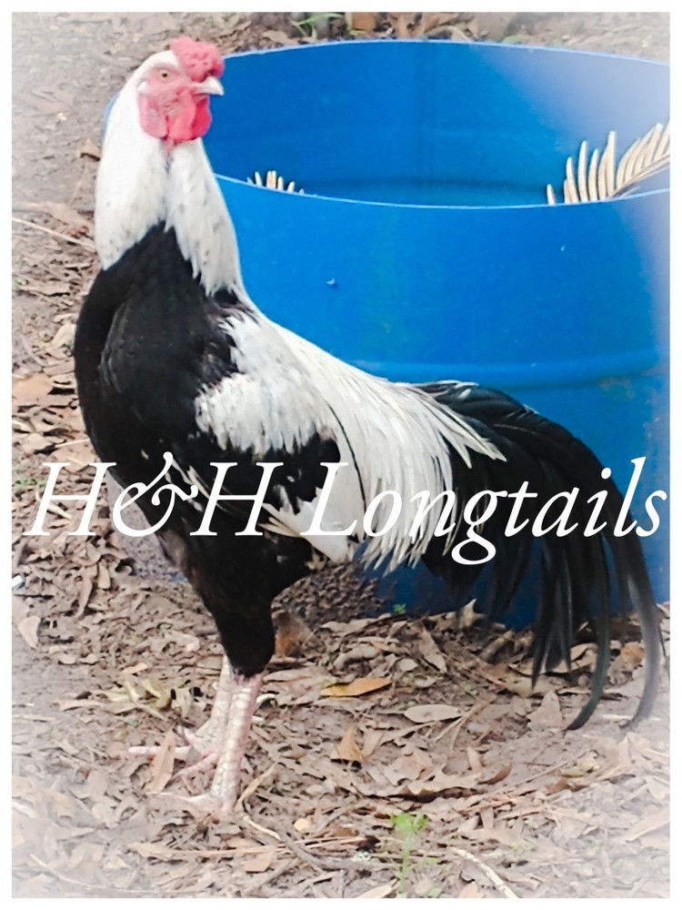 6 Silver longtail Chicken hatching eggs L@@K!