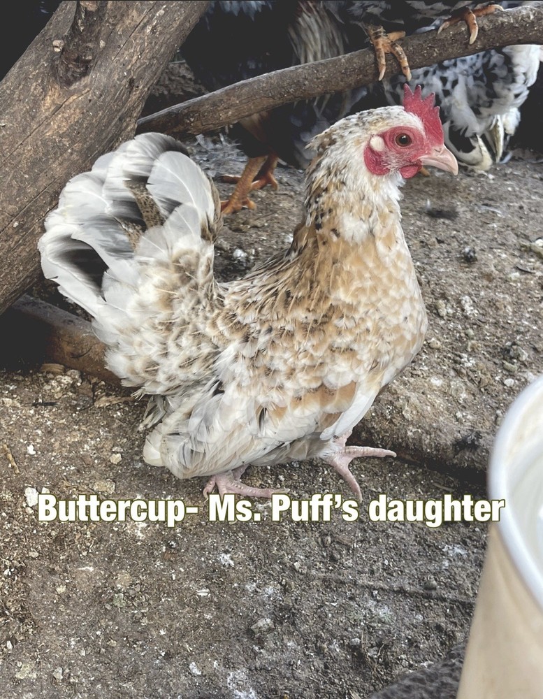 Serama Hatching Eggs 5+ Smooth and possible Frizzles