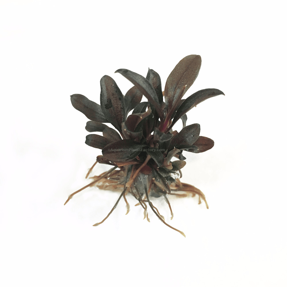 Bucephalandra Red Mini | Aquarium Plants Factory®