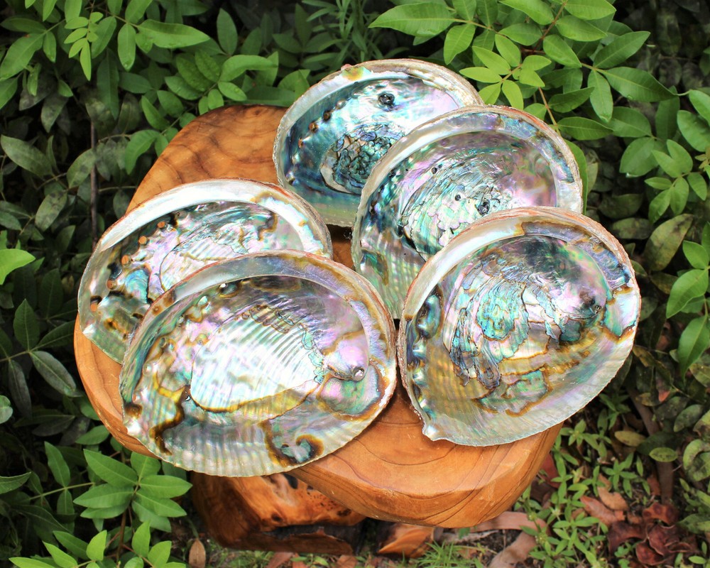 Smudge Kit: Abalone Shell, 6" Stand, Sage Smudge Stick PLUS Directions
