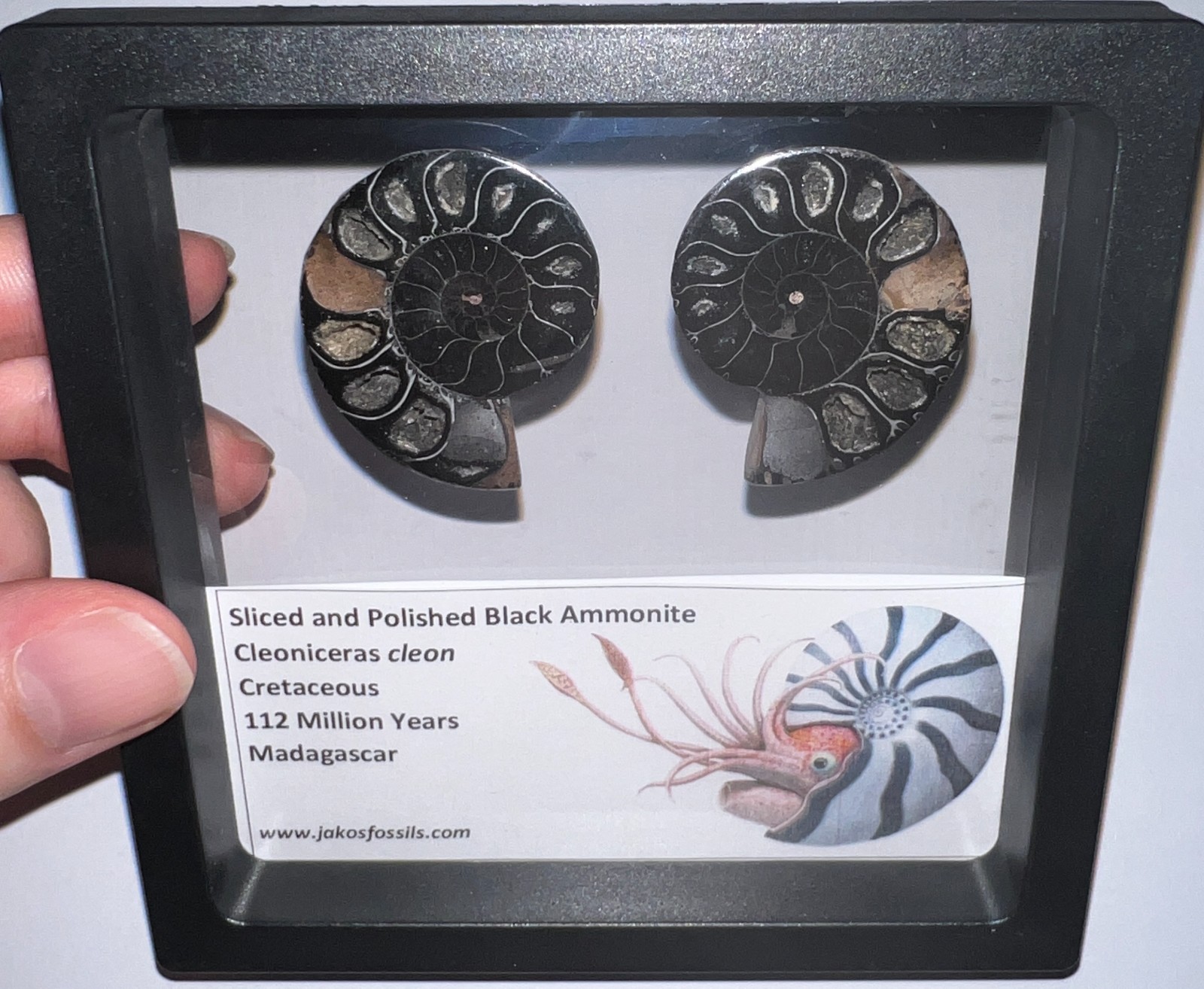 SUPER RARE Sliced Framed BLACK AMMONITE Lot Dinosaur Era Fossil One Per Order