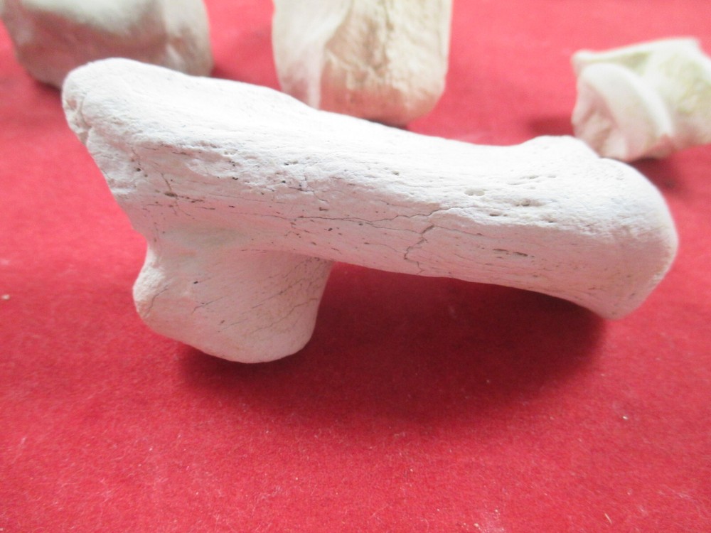 Nebraska Badlands Fossils Mixed Bones Hip Socket , and more