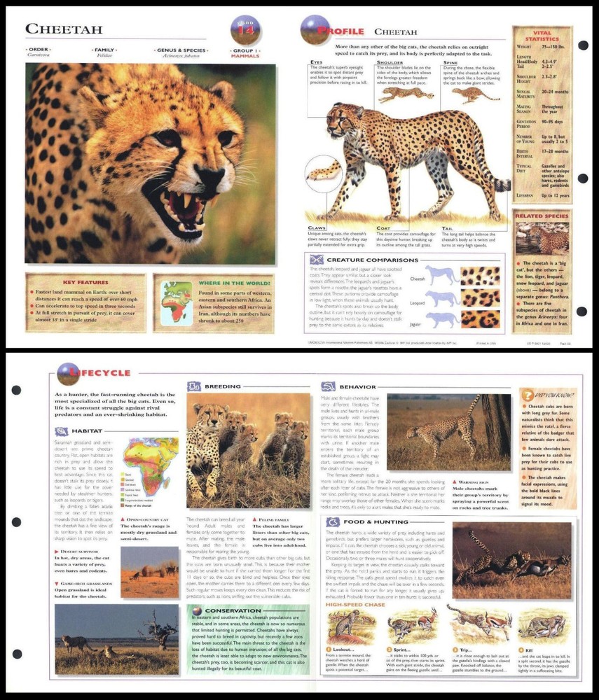 Fold-Out Sheet - Cheetah - 14