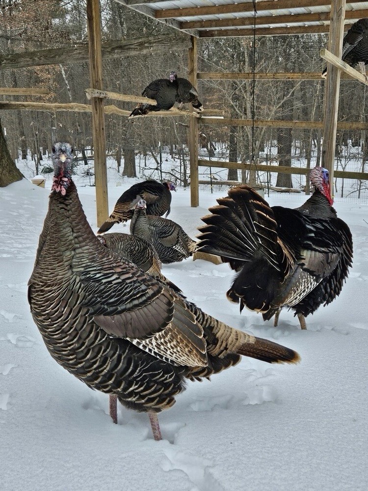 6 RIO GRANDE TURKEY EGGS