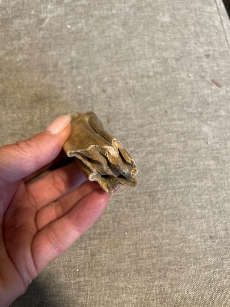 ice age horse tooth