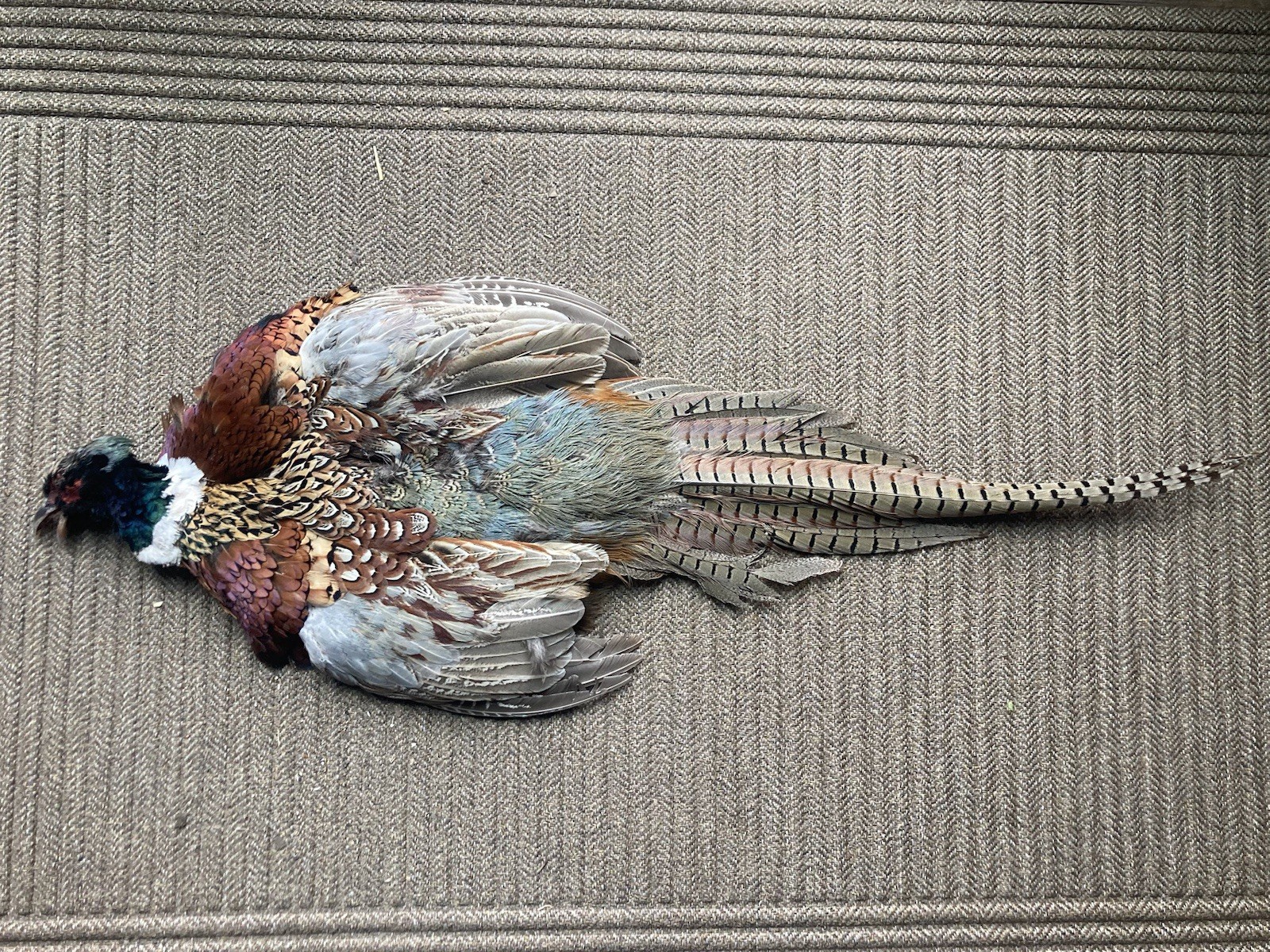 Rooster RINGNECK PHEASANT SKIN 2 Wings Tail Feathers Wall Art Taxidermy Man Cave