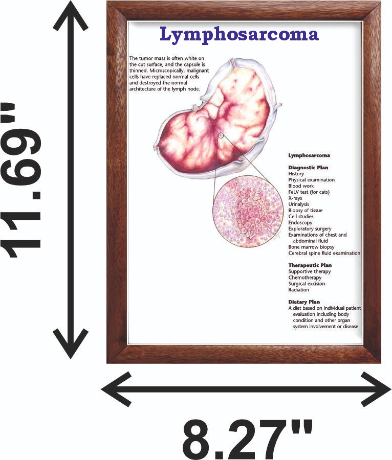 Lymphosarcoma Chart 12x18 inches