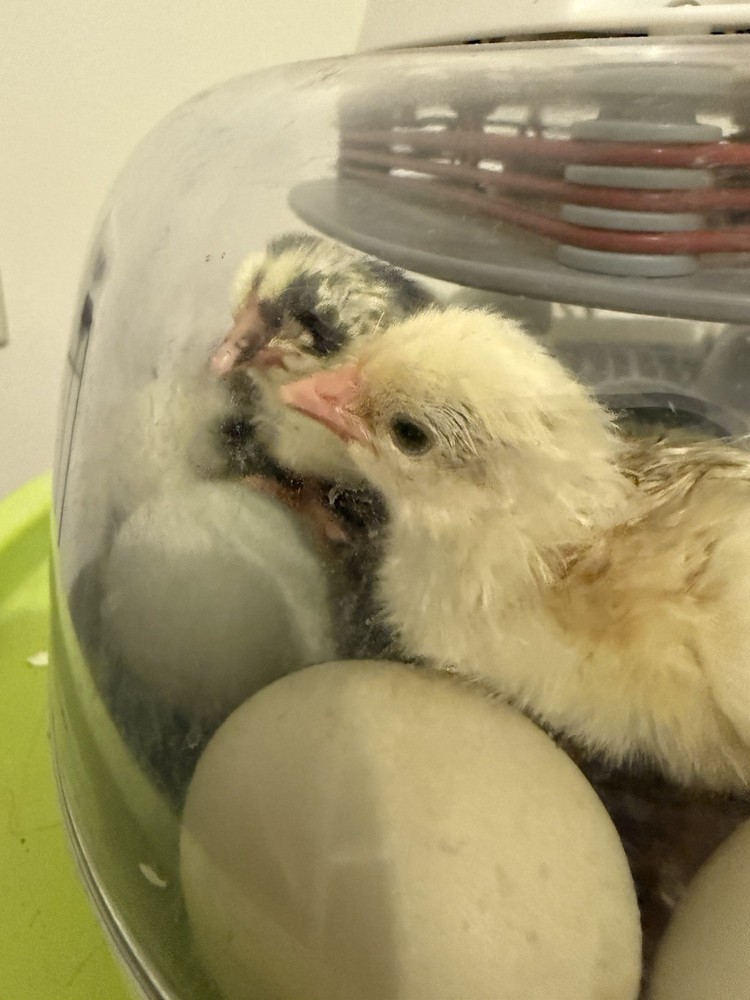 Ameraucana Hatching Eggs 6+
