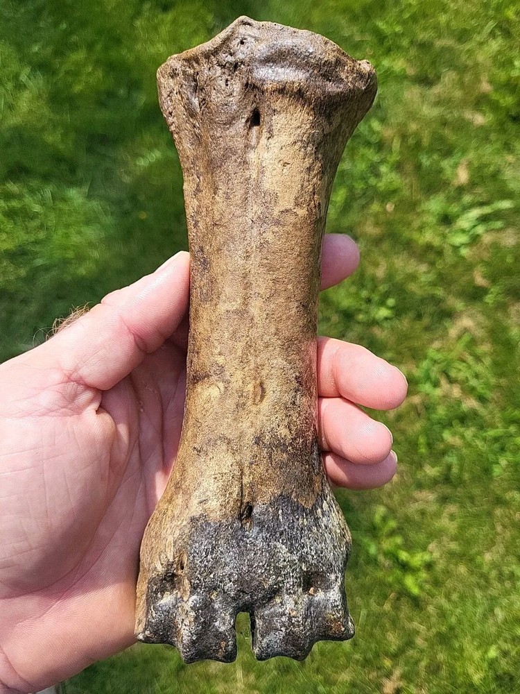 Bison metacarpal Historic bison foot bone