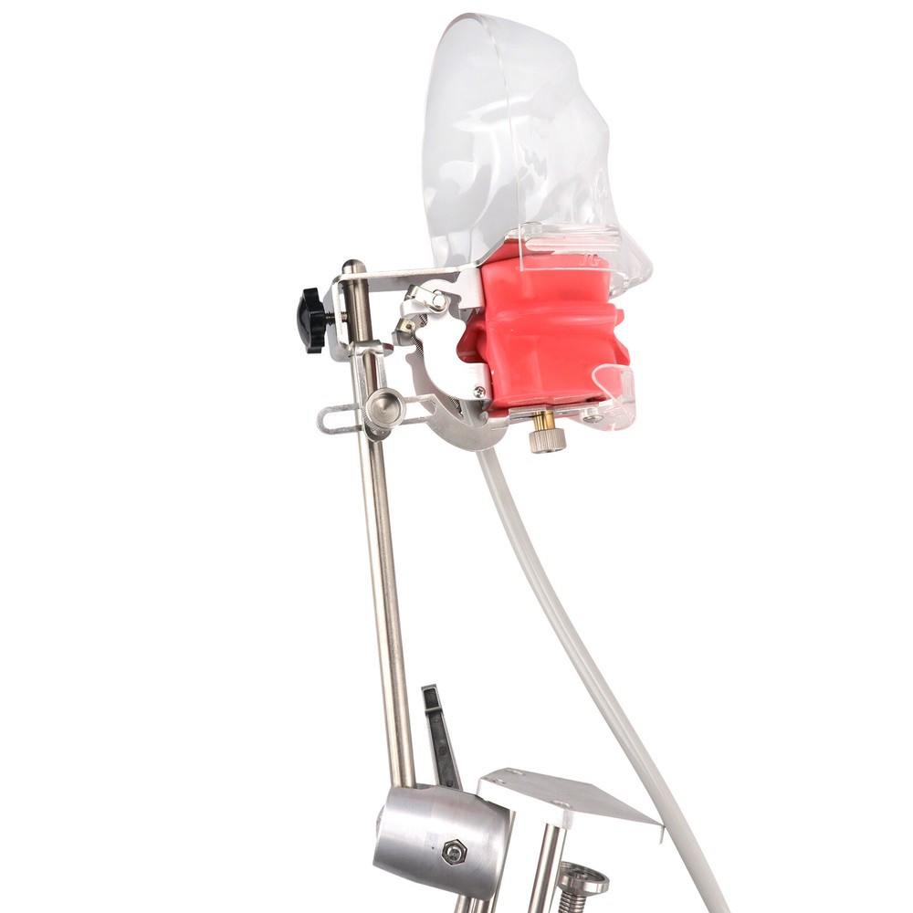 Dental Phantom Head Model&Replacement Manikin Teeth Silicone Model Fixed on Desk