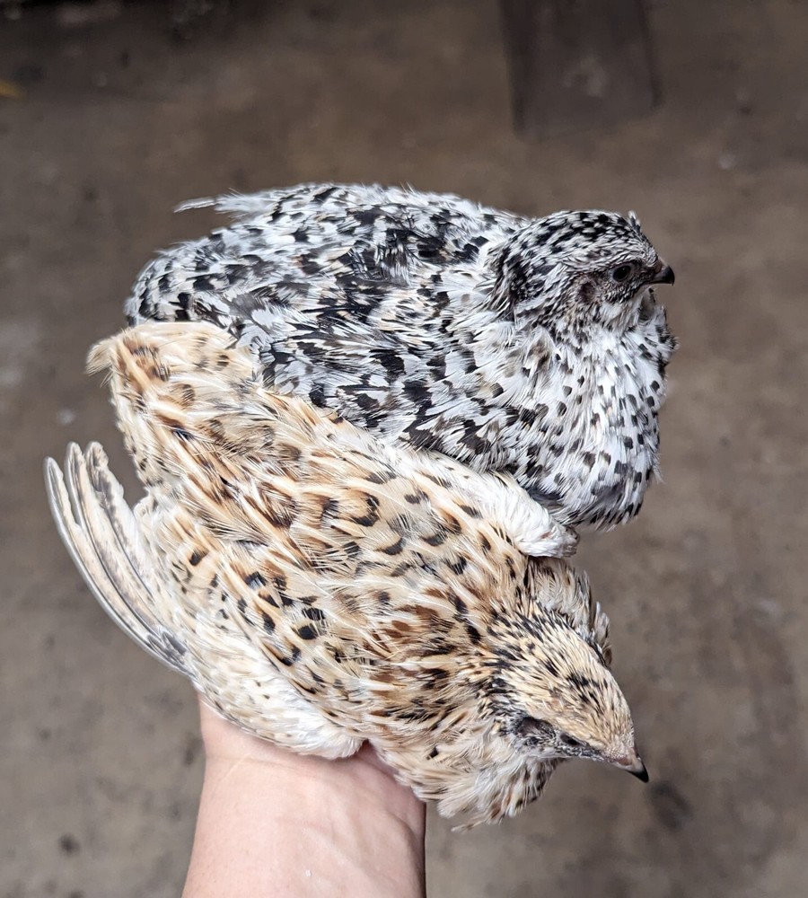 150 ++ Rainbow Coturnix Quail Hatching Eggs NPIP