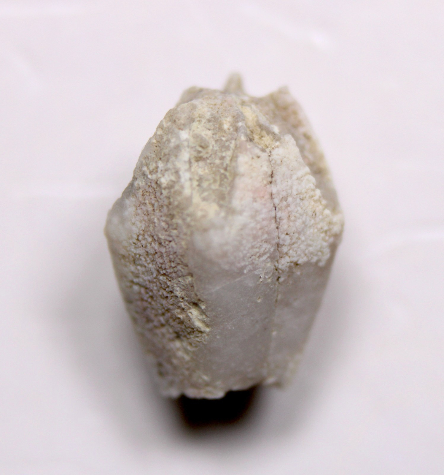 Troosticrinus reinwardti Blastoid Fossil Silurian Tennessee Brownsport Formation