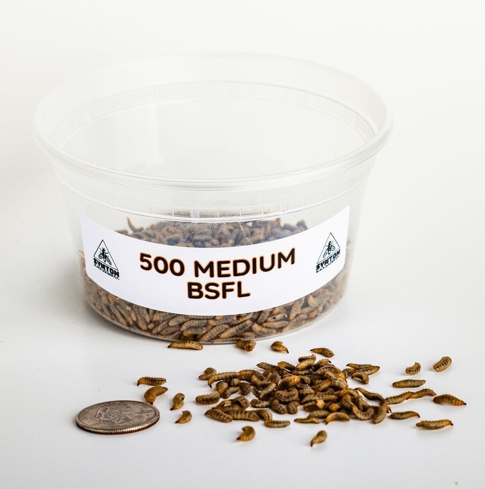 MEDIUM Black Soldier Fly Larvae (Feeding-Grade)