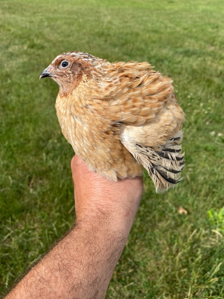 25 + Jumbo Italian Quail Hatching Eggs