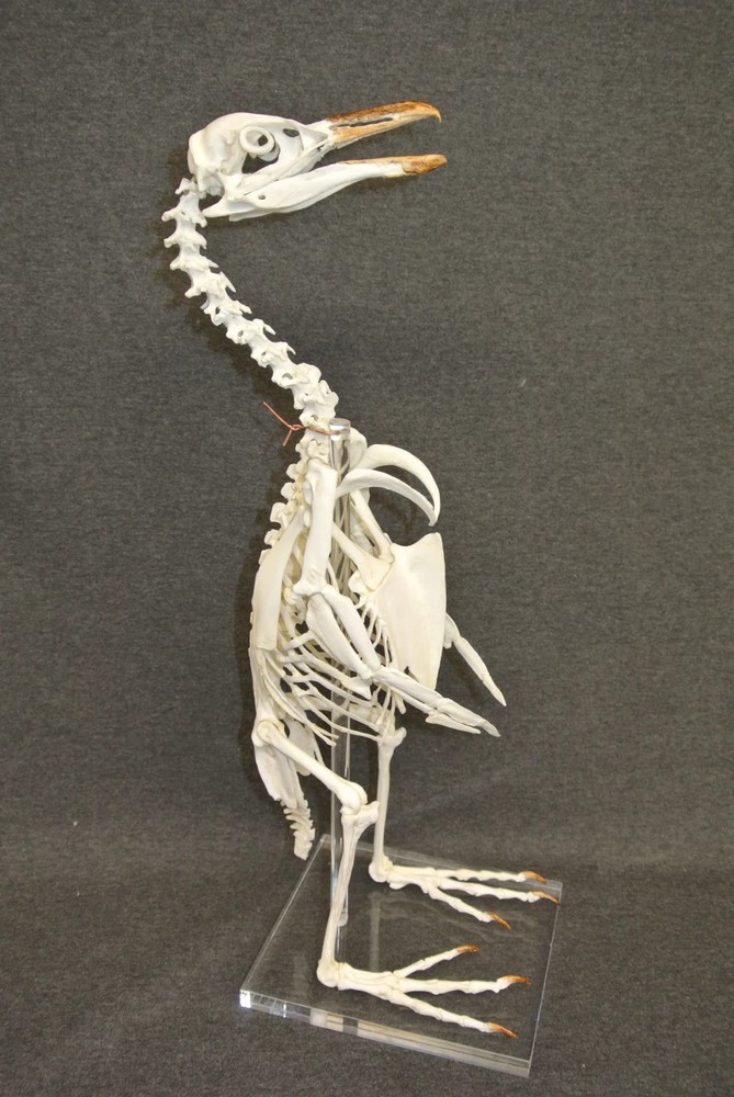 AFRICAN PENGUIN SKELETON REPLICA