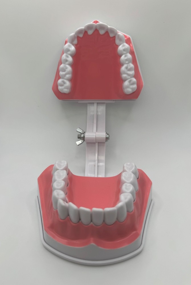 Colgate Teeth Model Display With Removable Teeth Training Aid