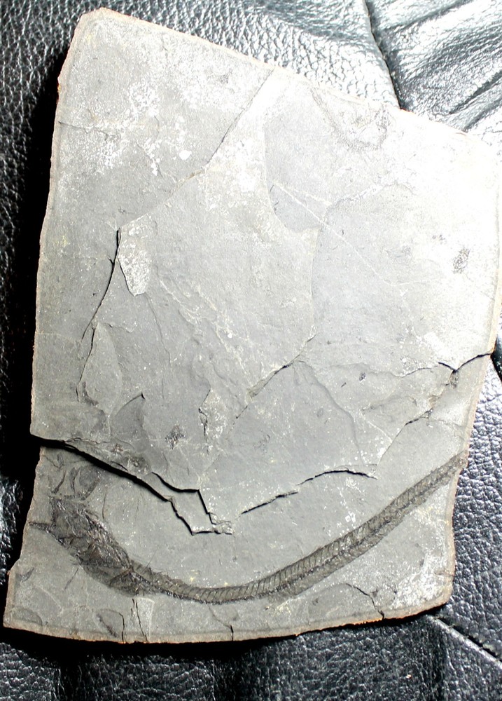 Lepidopus glarisianus - Big fossil fish