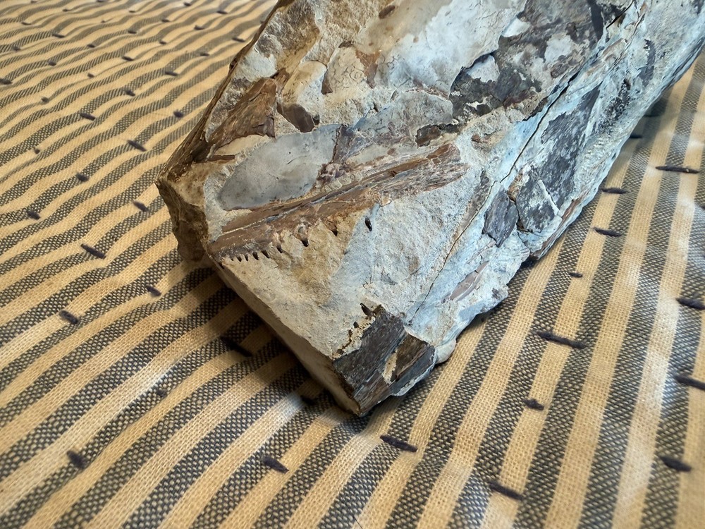 Fossilized Fish Skull With Teeth
