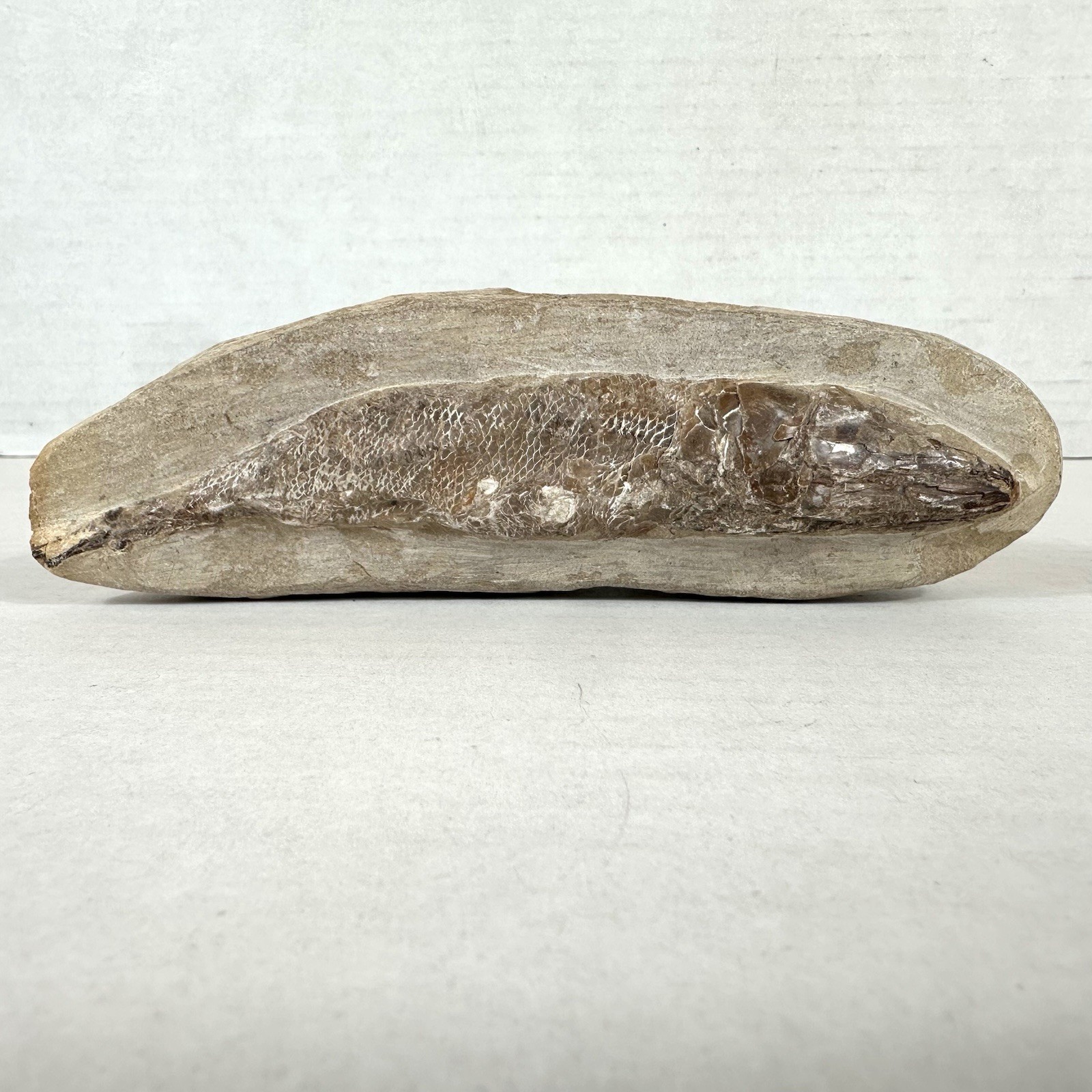 Fossil Fish Encased In Stone Rock Fossilized 6”