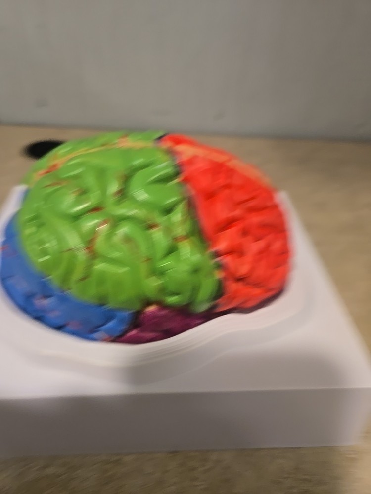 Life Size Human Brain