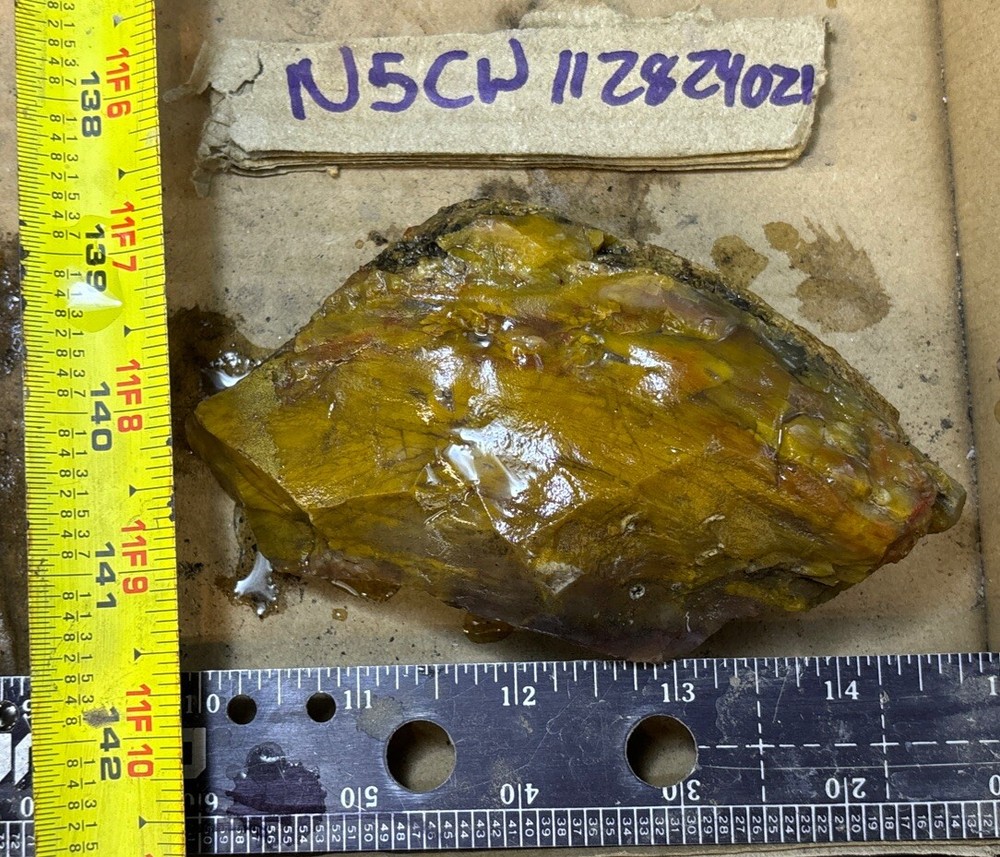 Colorful petrified wood
