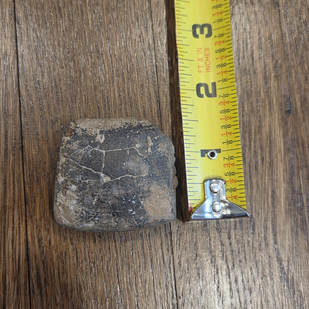 Extinct Sloth Fossil