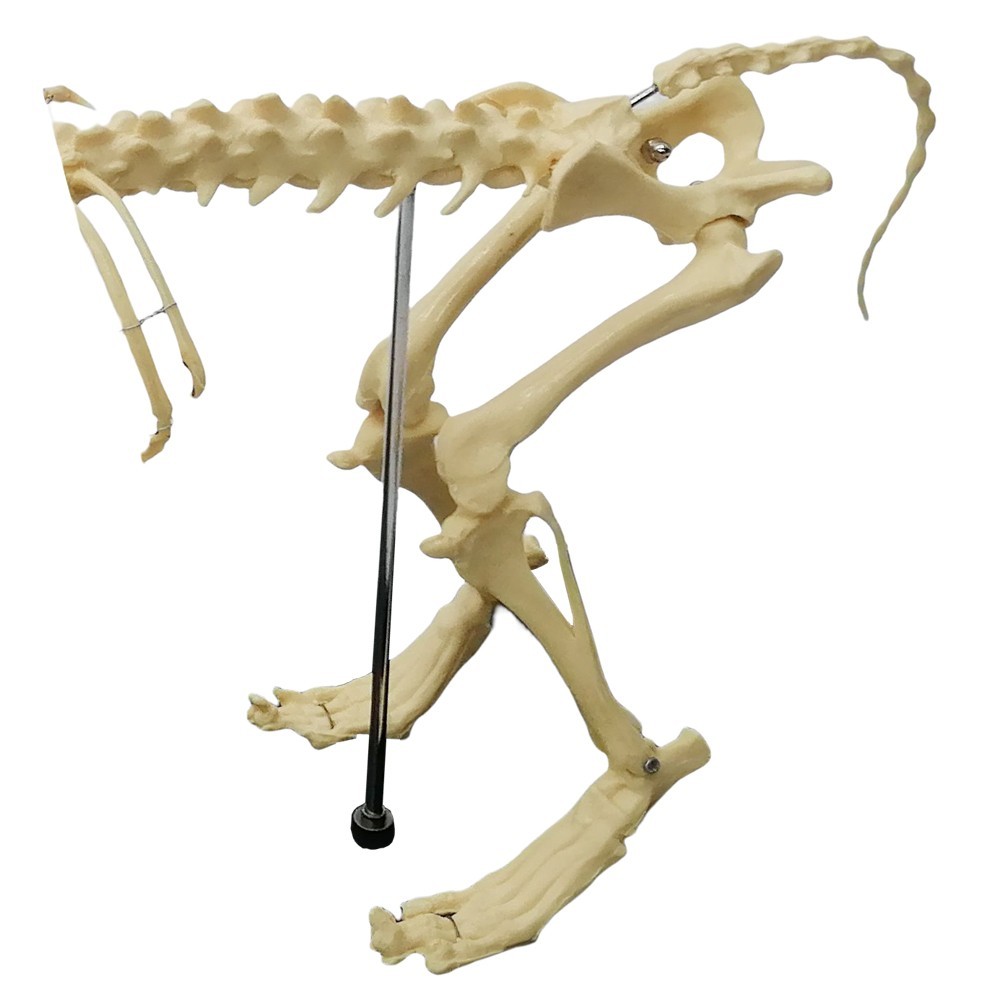 Canine Skeleton Model Standard Size PVC Material Teaching Display Dog Skeleton