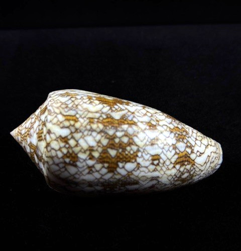 Conus Textile 99.5 mm Very Large cone shell Collector specimen W/Data