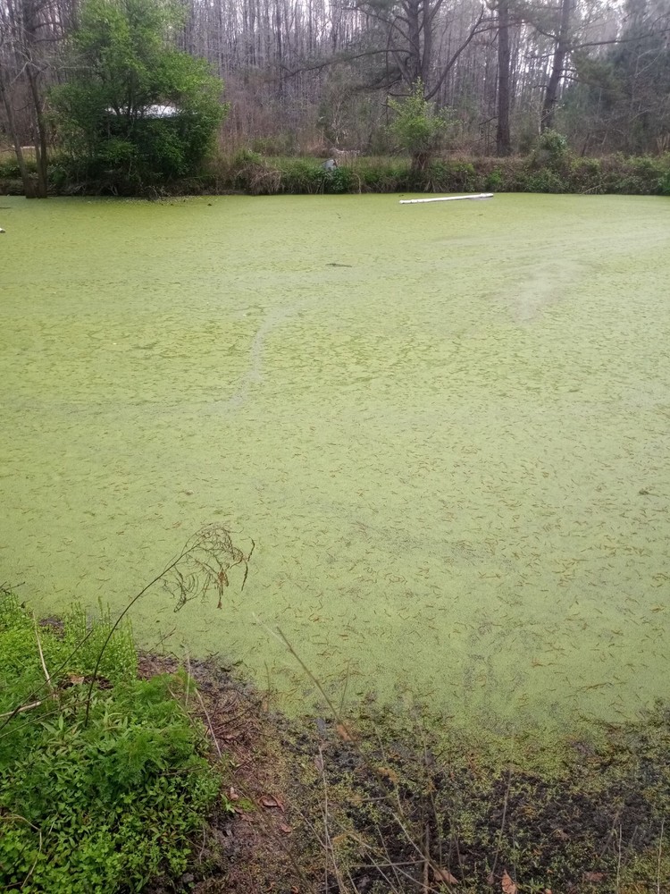 5 pounds, Duckweed- Super LARGE Quantity