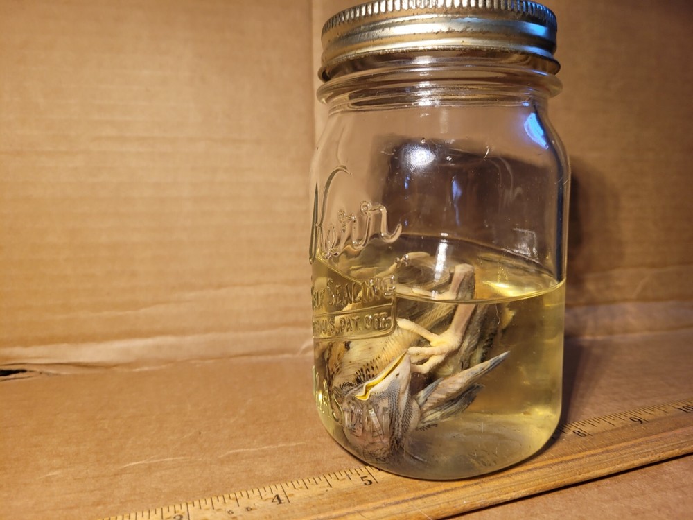 Preserved American Robin Chick