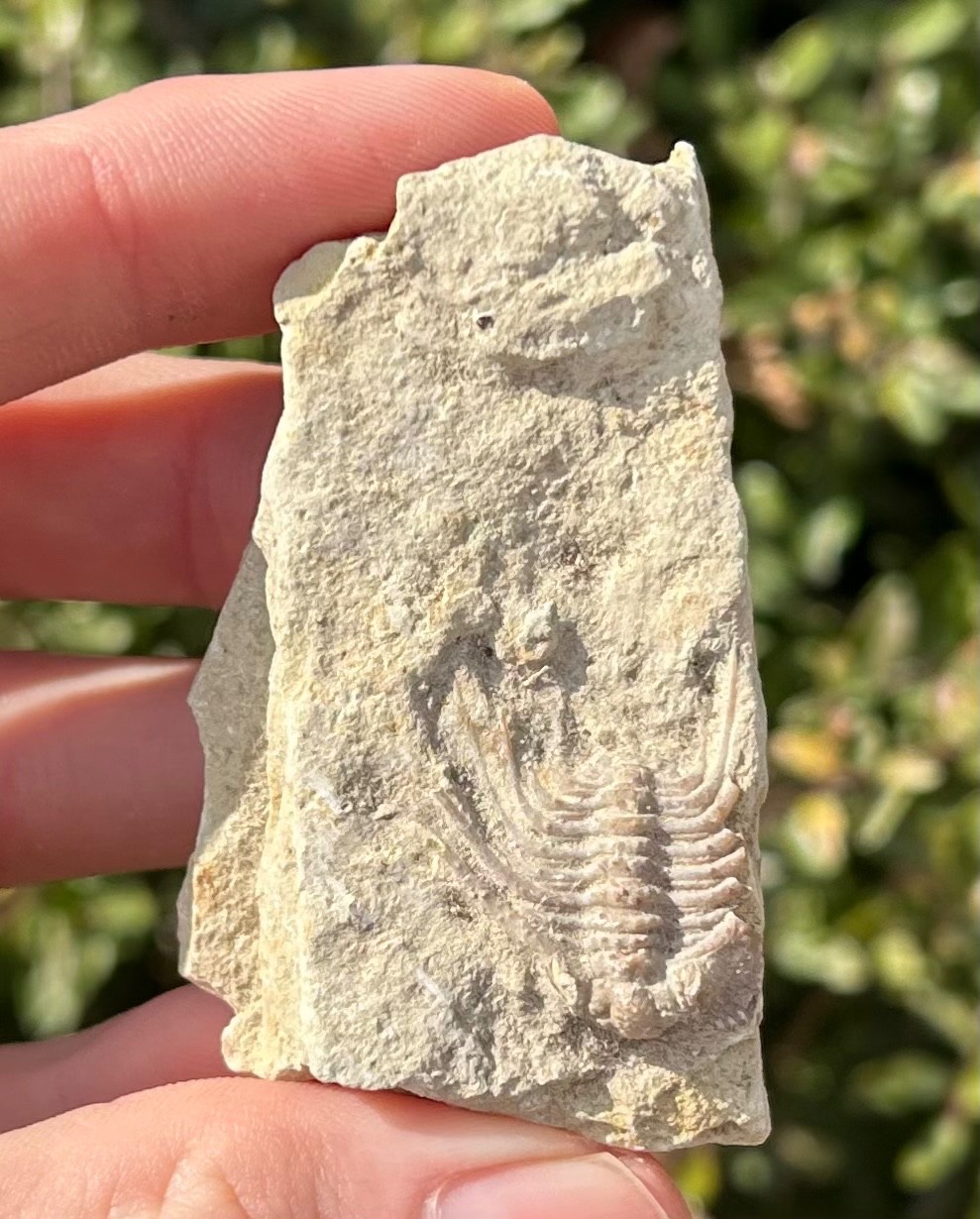 NICE Oklahoma Fossil Trilobite Kettneraspis williamsi Devonian Age Bug in Matrix