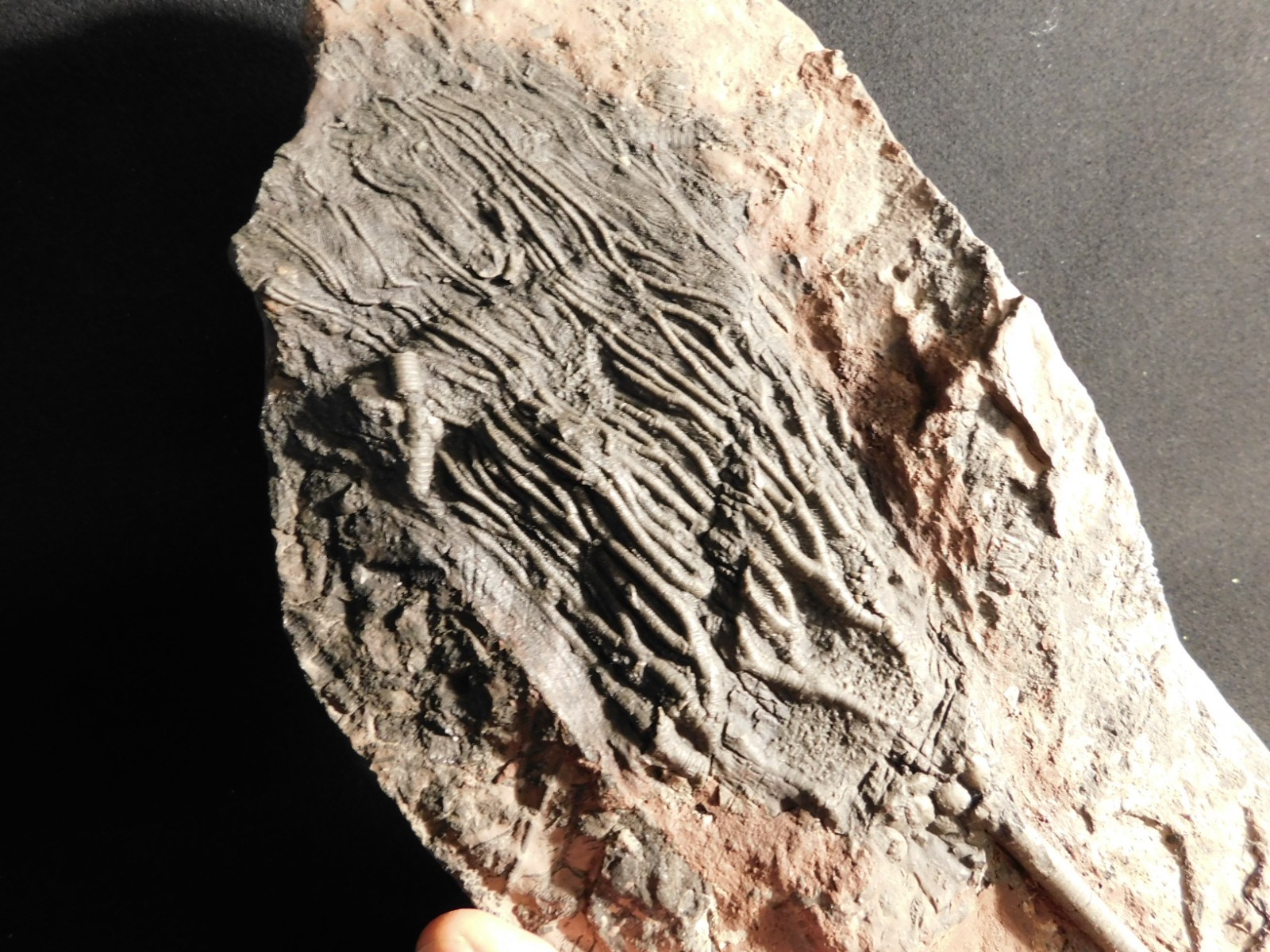 wOw BIG!! 430 Million Year Old! CRINOID Fossil or Sea LILY Fossil Morocco 1801gr