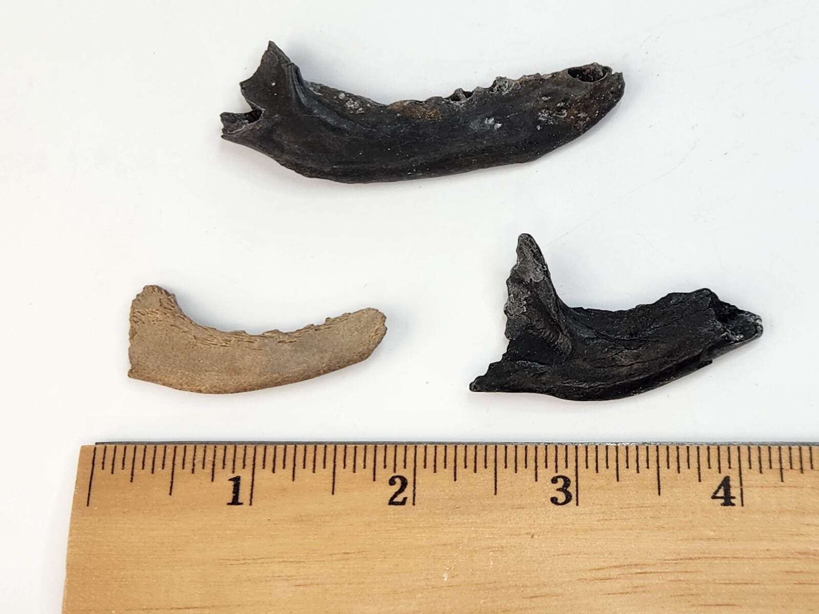 Mammal Jaw Fossil - Florida - Pleistocene Ice Age - 1 Per Purchase