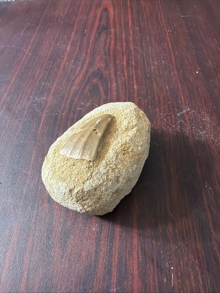 mosasaurus tooth