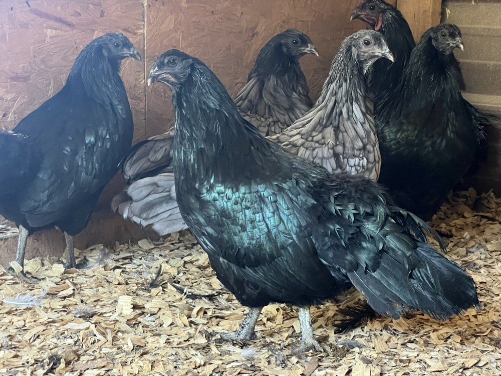 Assorted Large Fowl Hatching Eggs—Exhibition Line